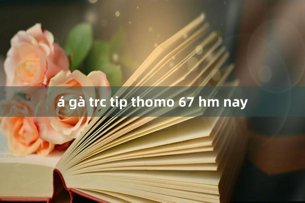 á gà trc tip thomo 67 hm nay